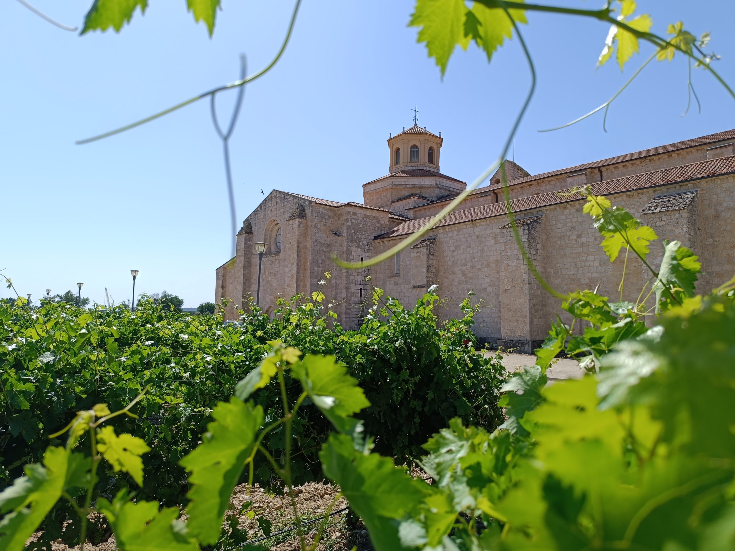 Visita a Viñedos Monasterio Santa María de Valbuena_1